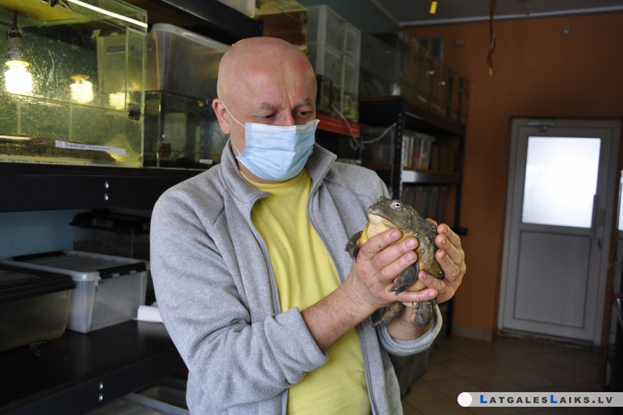 Latgales zoodārzs Vērša gadā — ar vērša vardēm