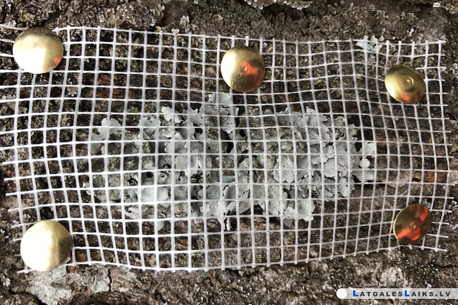 No Medumiem evakuēja skudras un ķērpjus