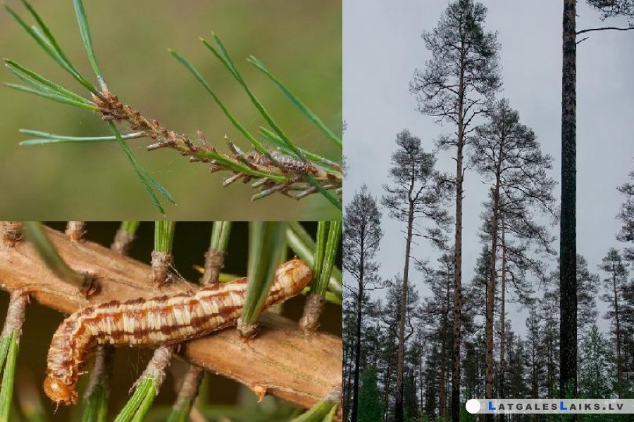 Kaitēkļu medības Daugavpils mežā