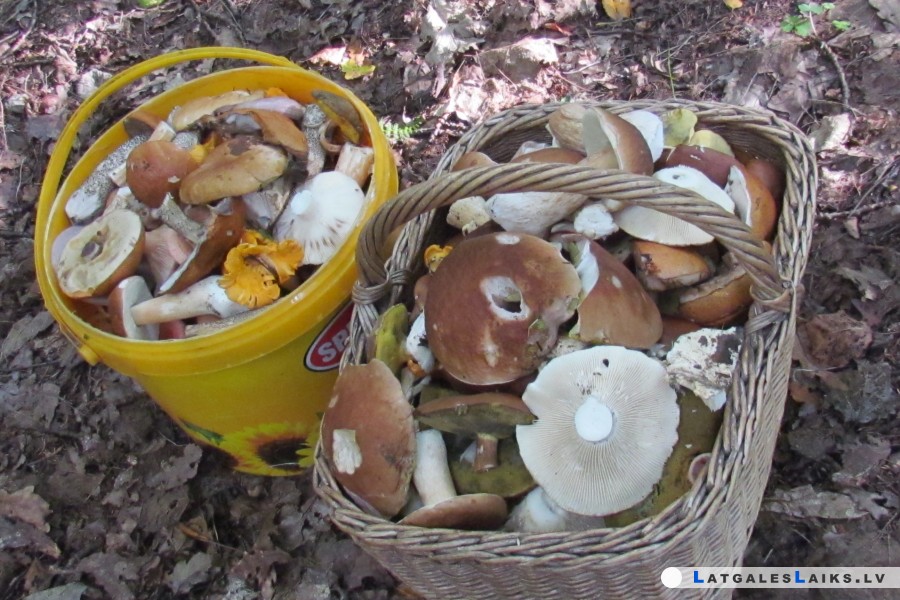 Sēņošanas sezona rit pilnā sparā