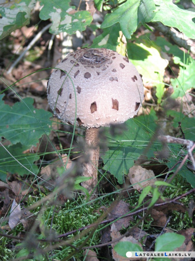 photo.jpg