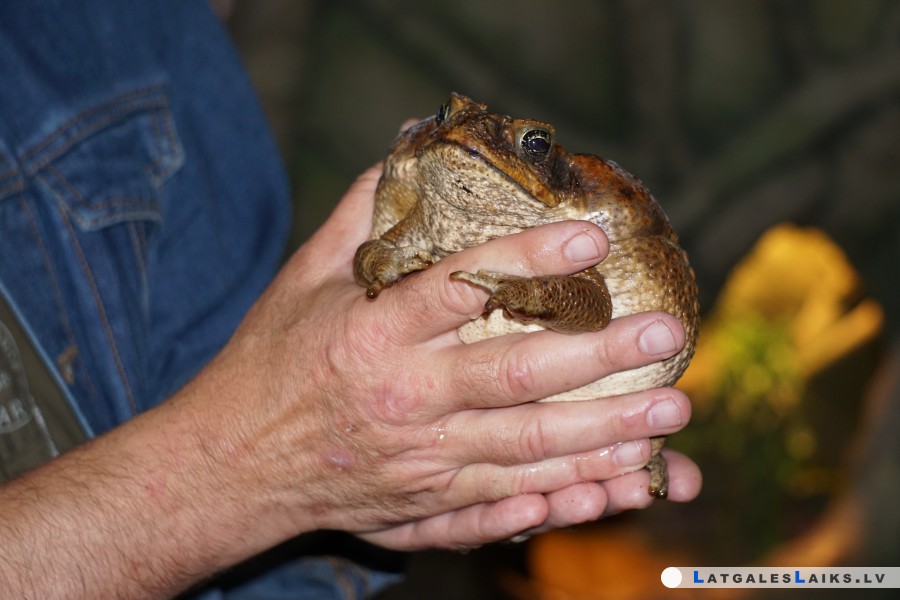 Bioloģisko viesu Latvijā ir vairāk, nekā spējam iedomāties