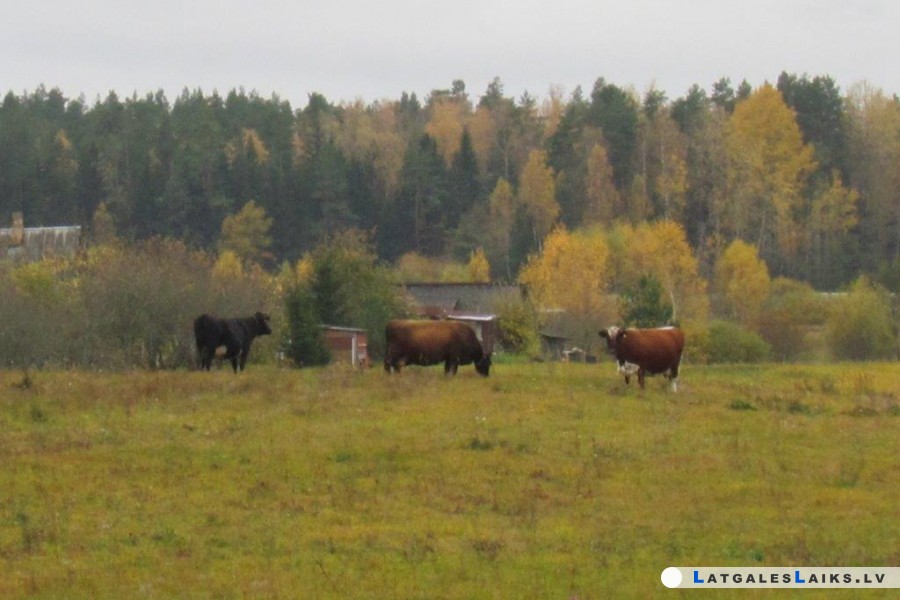photo.jpg