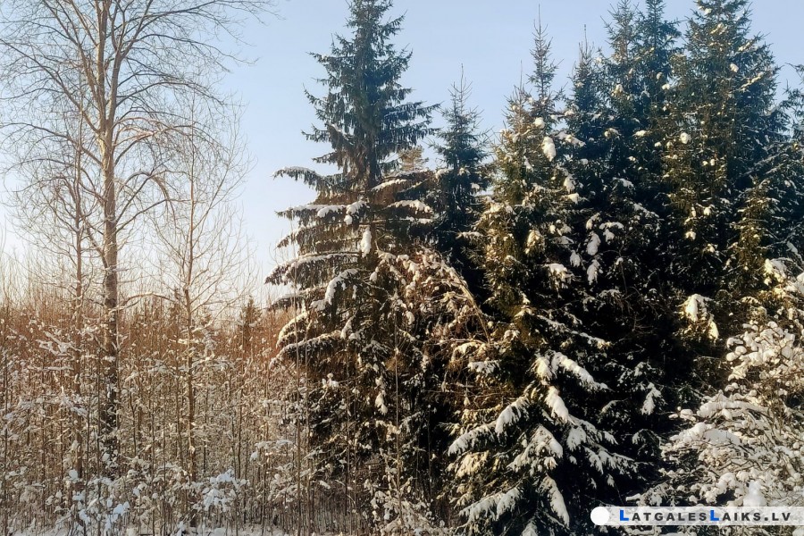 Ель