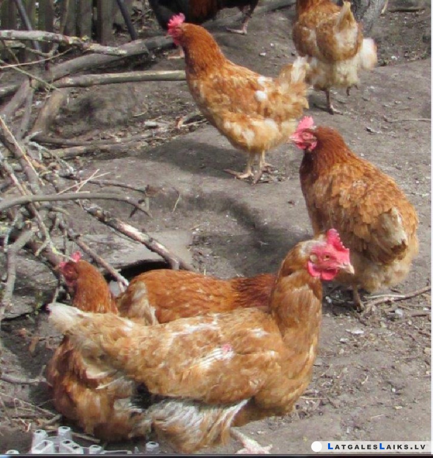 photo.jpg