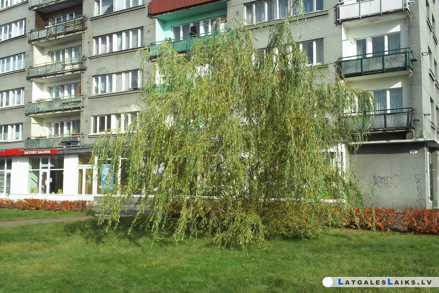 Vītols Etnobotānikā. Ko pina no vītolu klūgām un kā to apraksta literatūrā