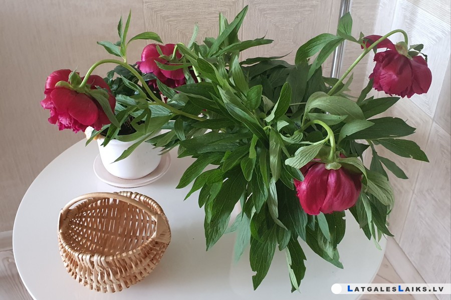 Peonijas