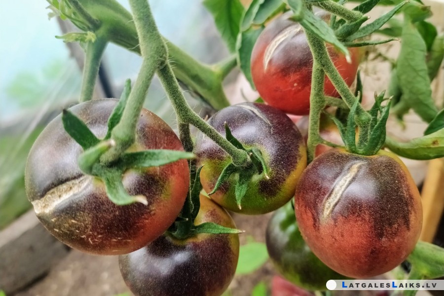 Lielo Garanču mājās visvērtīgākais, kas aug dārzā – tomāti
