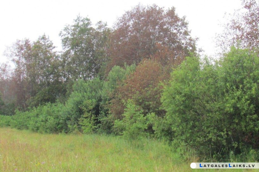 photo.jpg
