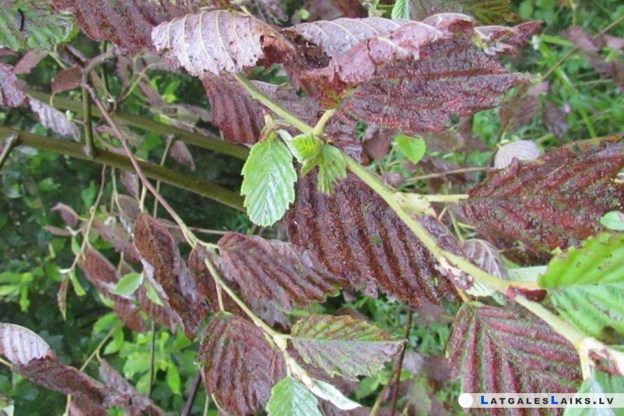 photo.jpg