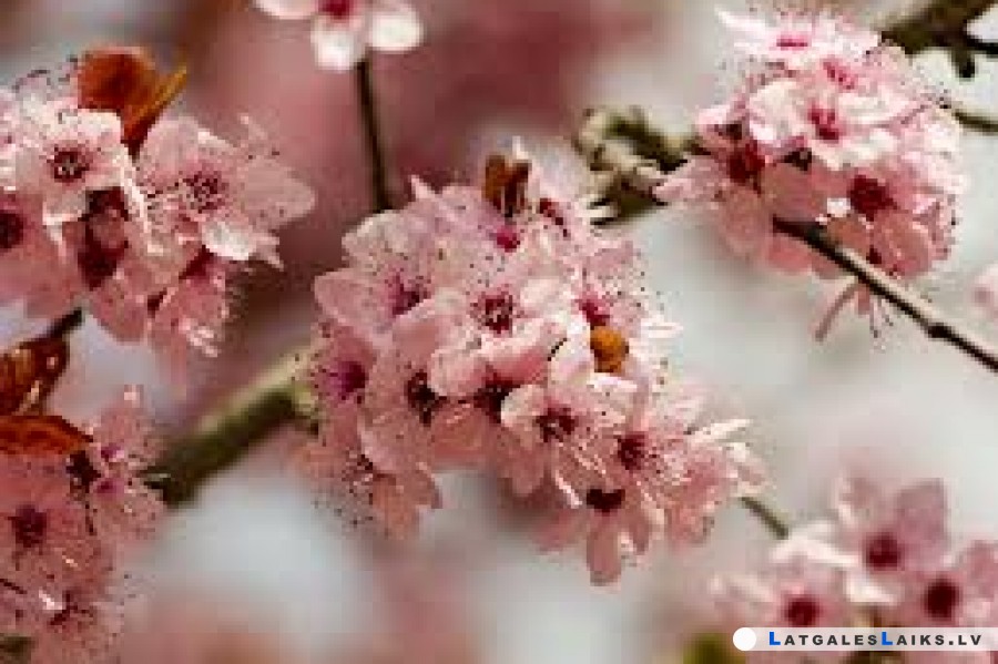 Jau nedēļas nogalē laukos varēs redzēt, ko ir nodarījušas salnas