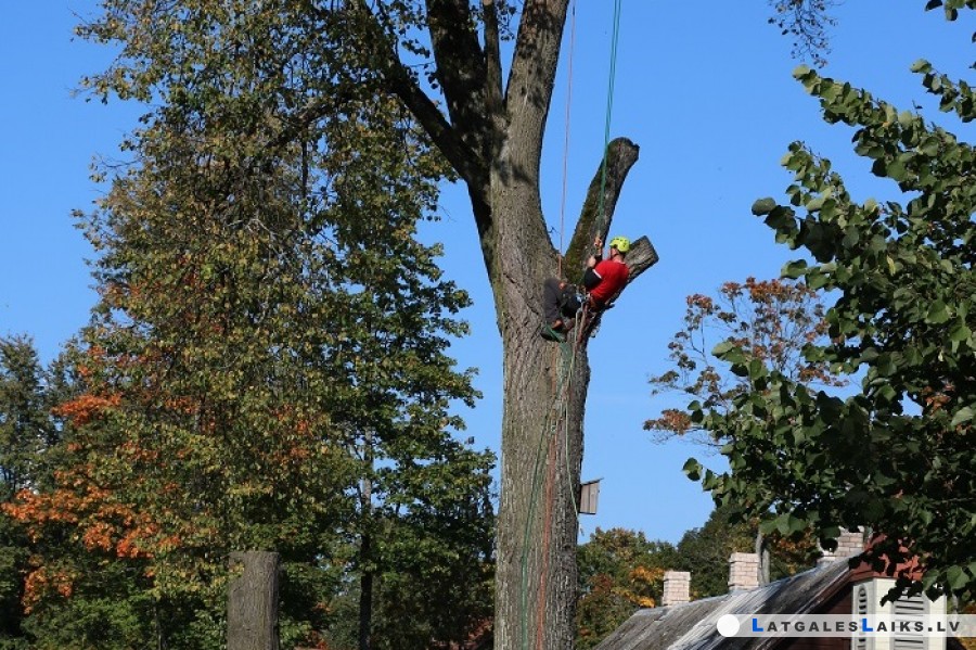 Arboristi sakopj kokus Raiņa bulvārī Preiļos