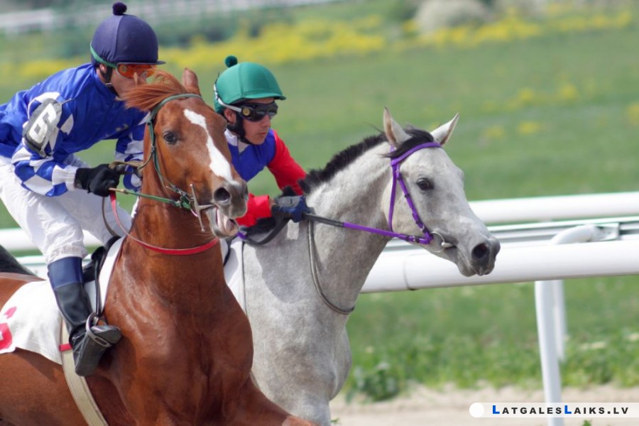 Pelēki zirgi “Grand National” sacīkstēs: Kāda ir problēma?