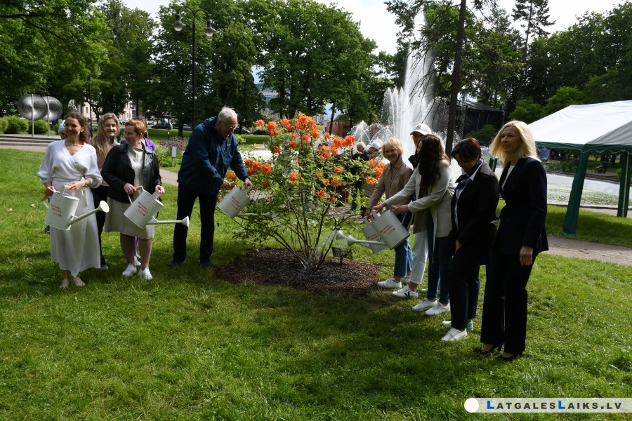 Daugavpilī iestādīts Dziesmusvētku rododendrs