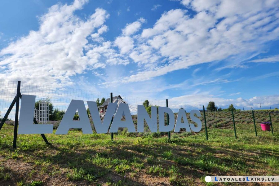 Aromātisks lavandu dārzs Sventē – vienīgā vieta Eiropā, kur satikt “zosis lavandās”