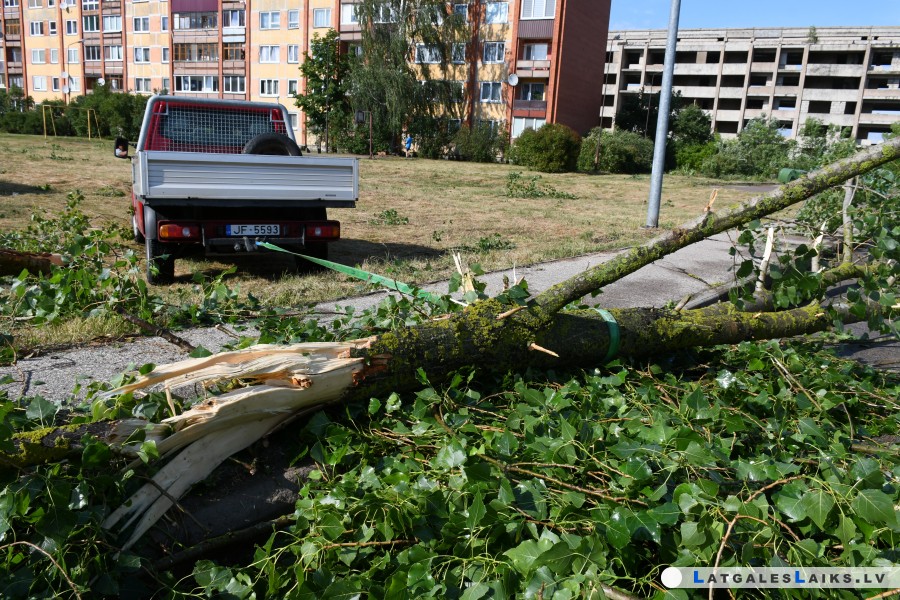 Старую тополиную аллею на улице Матору пока пилить не будут
