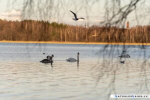 Lielais Stropu ezers: vieta, kur peldas, atpūšas un makšķerē