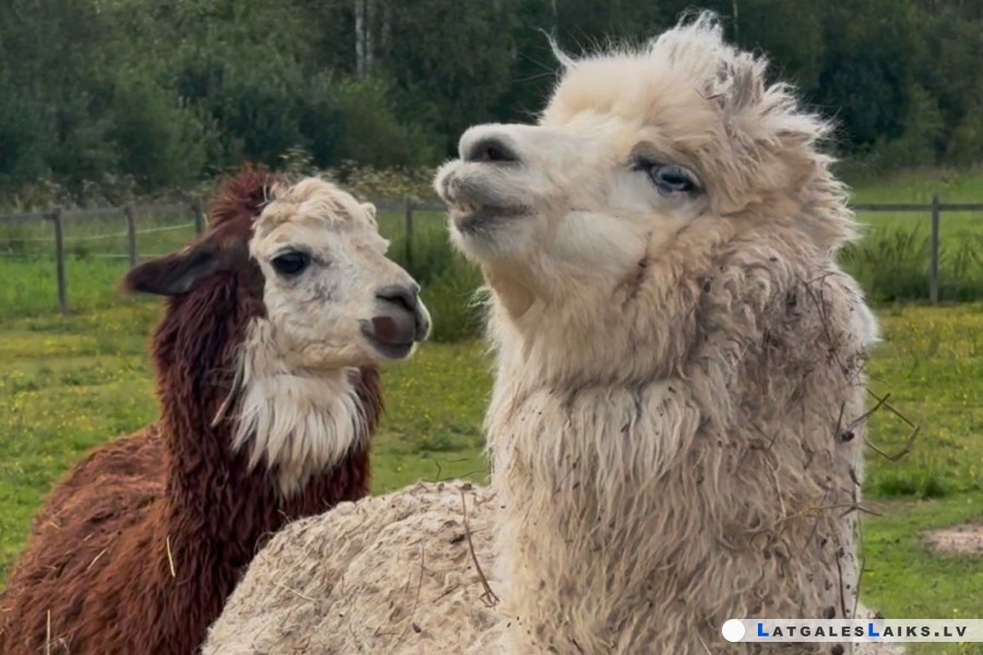 JuRita Zoo ожидает пополнение и просит общественной поддержки