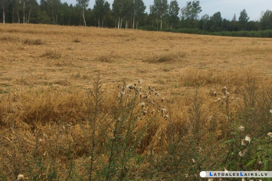 photo.jpg