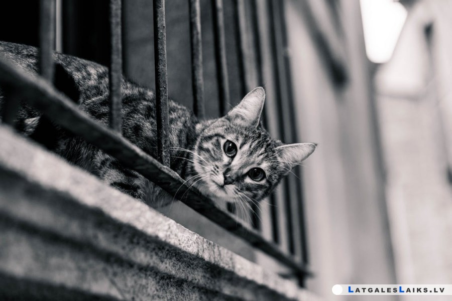 Kaķu bende – patiesība vai baumas?