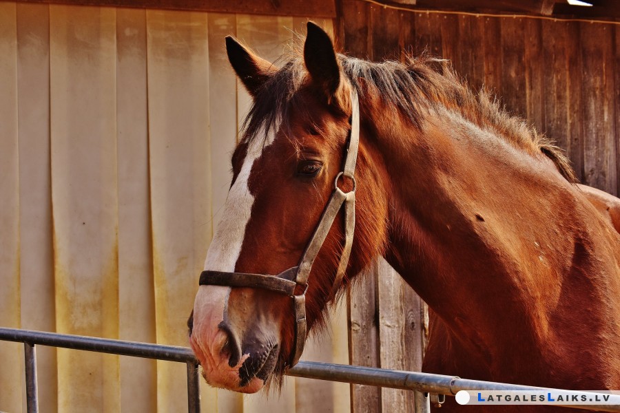 Pašvaldība atbalsta jāšanas sportu