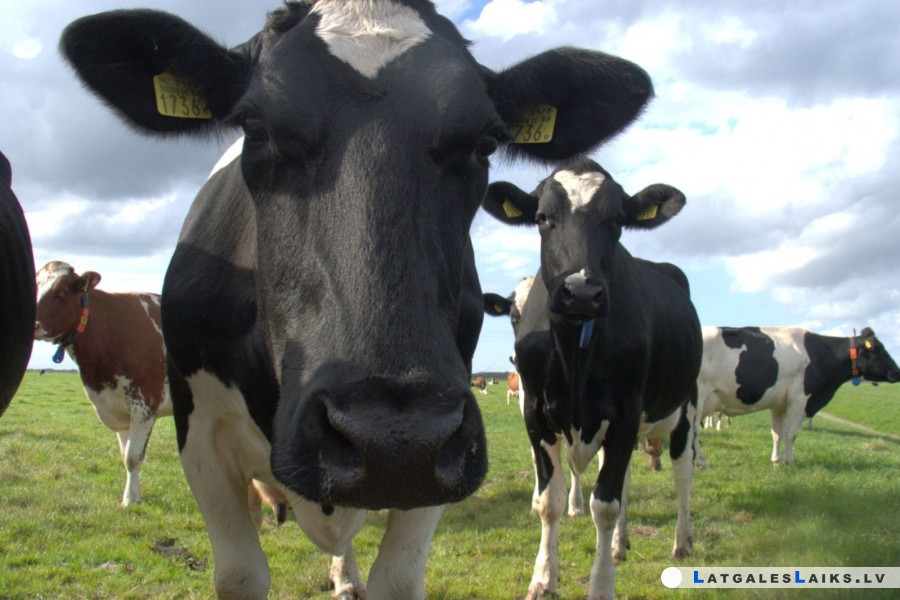 «Latvian Dairy» parādi zemniekiem sasniedz 2,5 miljonus eiro