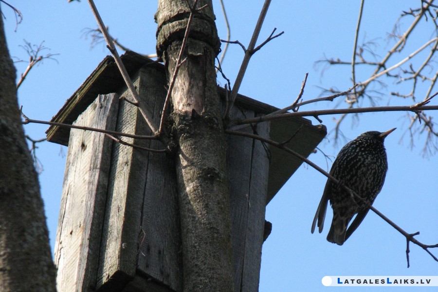 Kā izgatavot strazdu būrīti
