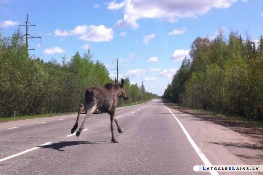 Par dzīvniekiem ir atbildīgs cilvēks