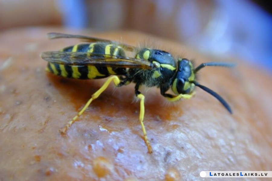 Kukaiņi nekļūst niknāki, to kļūst vairāk