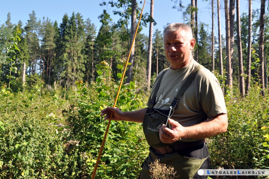 Pret sausumu mežā var cīnīties ar Latvijas stādiem