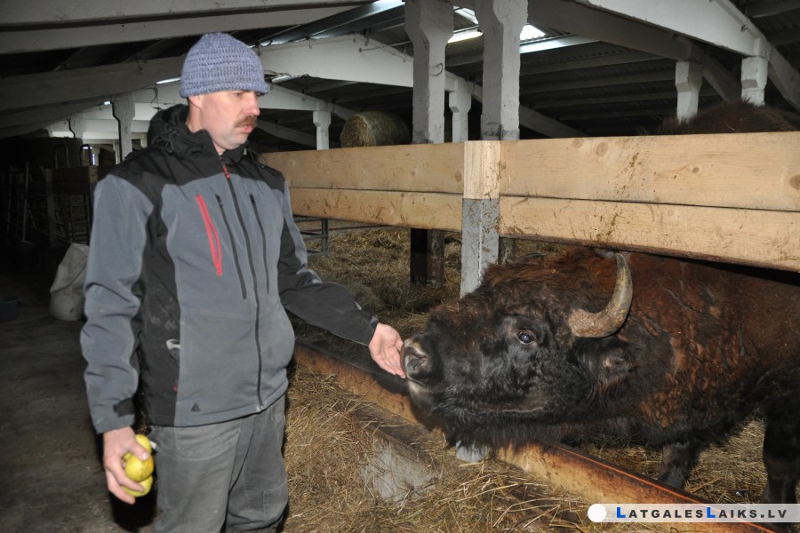 Bērziņu pagasta sumbram ir savs ābeļdārzs