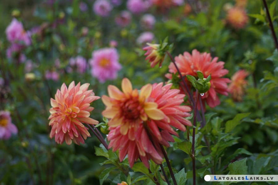 photo.jpg
