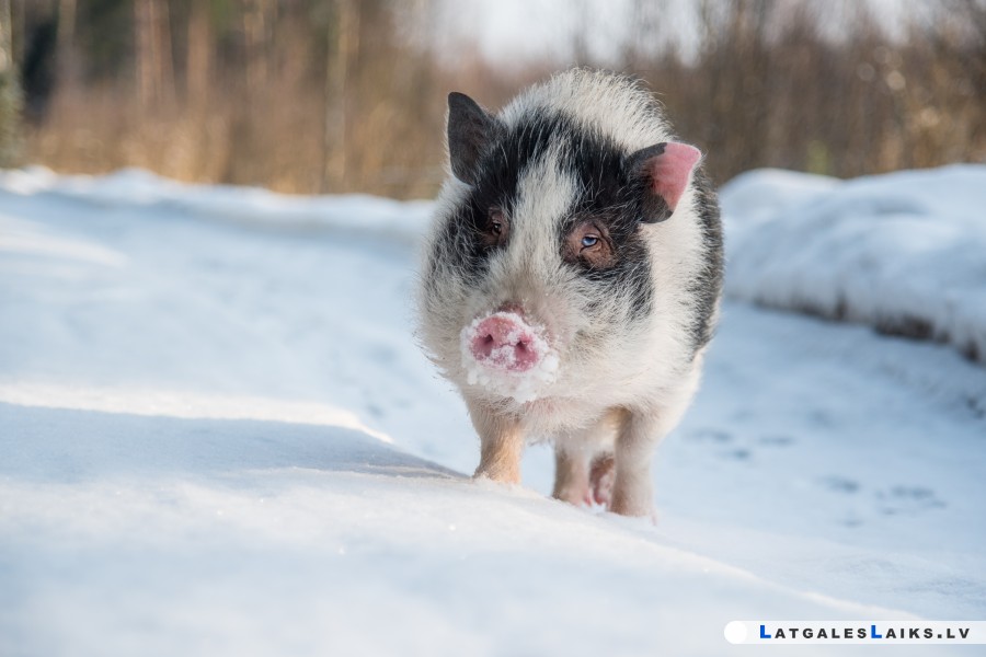 Lucifers novēl laimīgu „ruk-ruk” gadu