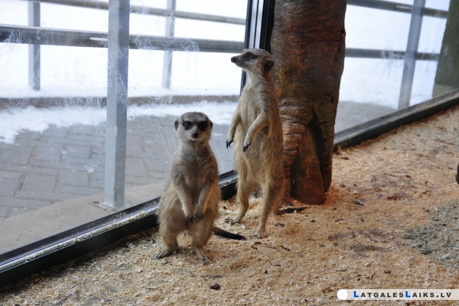 Latgales zoodārzs sāk īstenot vērienīgu attīstības projektu
