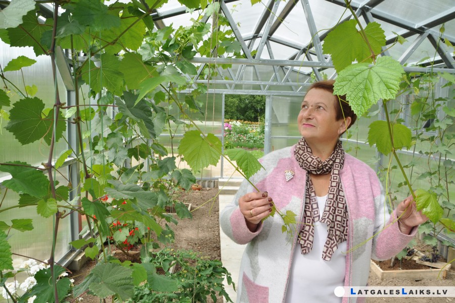 Paula Sukatnieka vīnogas ir Dvietes lepnums