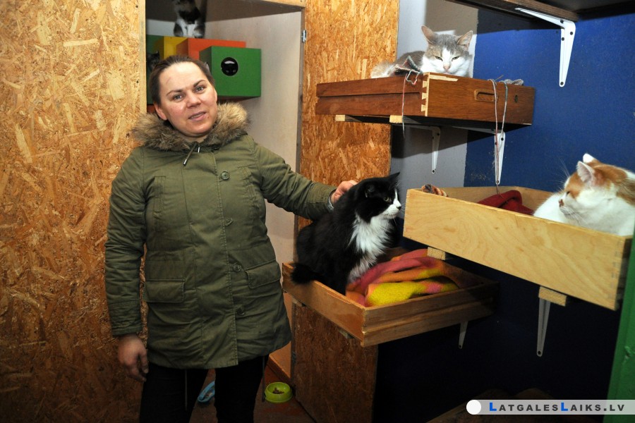 Pieskatīti klaiņojošie kaķi neapdraud sabiedrību