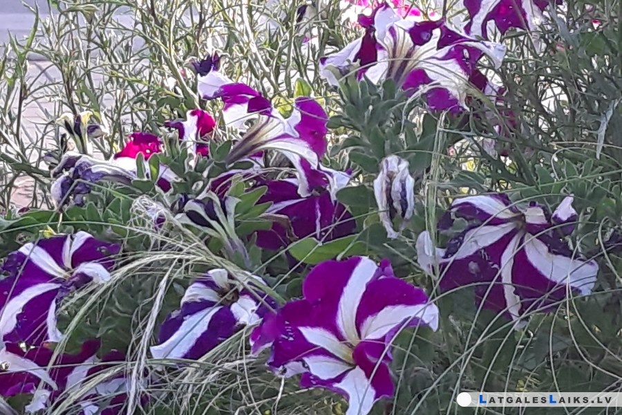 Daugavpilī ziedēja rozes, ķiršu koki un kamolbegonijas